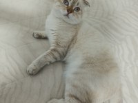 Scottish Fold Kedimiz Yeni Yuvasını Bekliyor