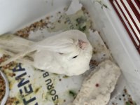 Yeni yeme düşmüş eğitmelik albino sultan papağanı