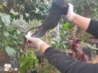 SAFKAN DOBERMAN KÖPEĞİ YAVRULARIMIZ