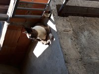 Baba fluffy kendide fllufy tasiyici choco disi