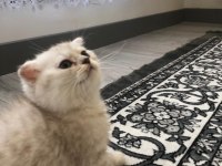 Scottish fold erkek kedimiz