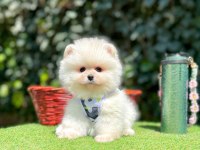 Orjinal ırk muhteşem güzellikte pomeranian boo yavrular