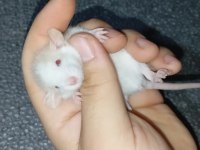 Dumbo Rat Yavru Bebekler