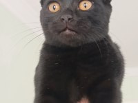 Dişi 5 aylık scottish fold