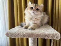 Golden british longhair paşa