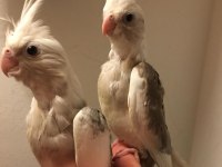 40 GÜNLÜK EL BESLEMESİ A KALİTE WF WHİTE KUŞLAR