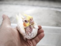 Yavru Alınmış Lutino Sultan Papağanı Takım