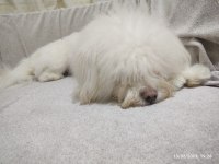 SAHİBİNDEN 1 YAŞINDA DİŞİ MALTİPOO