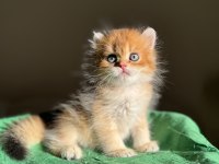 Mükemmel Kalite Golden Ny11 British Longhair