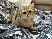 4 aylık british shorthair kendimizi sahiplendiriyoruz