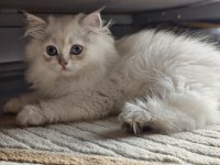 Safkan dünya tatlısı british longhair