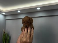 Toy poodle erkek