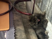 Pomeranian 2 aylık erkek yavru