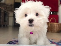 Orjinal maltese yavrular