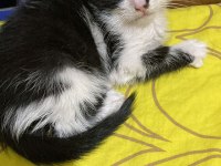 Smokin kedi yavrumuz