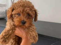 Toy Poodle Yavrularımız