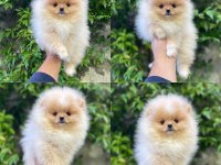 Yavru köpeğimiz pomeranian boo
