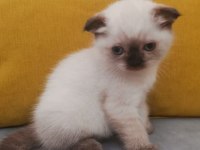 Scottish fold blue poınt