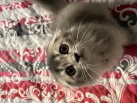 Scottish fold longhair iki aylık yavru