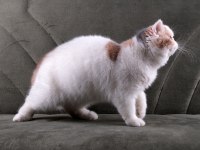 CFA ŞECERELİ SOFT CALİCO KEDİMİZ