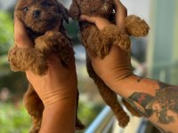 1.5 aylık toy poodle tea cup