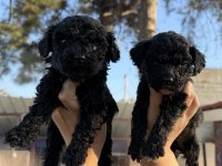 Siyah toy poodle bebekler ruhsatlı çiftlik 