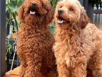TOY POODLE YAVRULAR