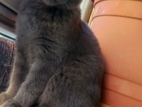 British Shorthair Ücretli Sahiplendirilecektir