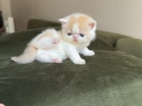 Exotic shorthair snoopy dişi bebek