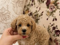 MİNİ BOY MALTİPOO OĞLUMUZ