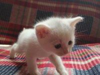 Yavrularımız sahiplendirilecektir scottish fold