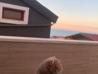 Scottish Fold Erkek Kedimiz