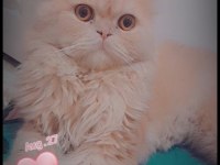 Kedimize gelin adaylarını bekliyoruz