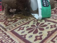 Toy poodle yavrularımız sizlere dost olmaya hazırdır