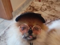 Yetişkin pomeranian boo gülen yüz 1.800 kilo