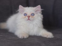 British longhair golden point erkek kedi