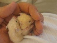 Bebek Hamsterlar Ankara Eryaman
