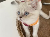 3 aylık dünyalar tatlısı ve oyuncu british shorthair