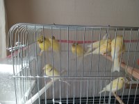 8 aylık erkek dişi long kanarya