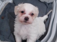 ACİL 2 Aylık Maltese Terrier yavru sahiplendirme