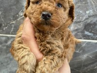 Orjinal minyatür toy poodle 