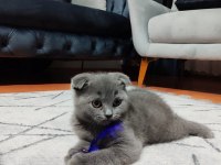 Ankara içi ilgilenen whatsapptan ulaşsın dişi scottish fold