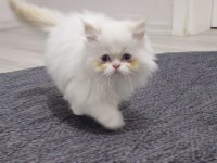 Beyaz ve Gold British Longhair Yavrular
