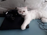 10 aylık dişi exotic shorthair