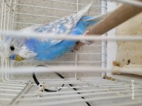 Uygun fiyata jumbo muhabbet kuşu yavruları