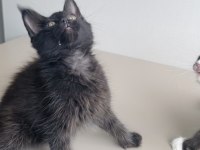 Değerini bilene özel XXL MAINE COON bebekleirm 