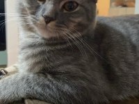 7 Aylık Scottish Fold Oğlumuz