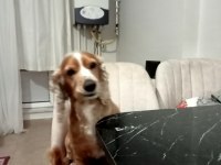 Cocker canımız için ona sahip çıkacak bir aile arıyoruz