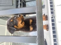 Safkan erkek yavru rottweiler