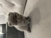 Muhteşem tüylü scottish fold kedisi